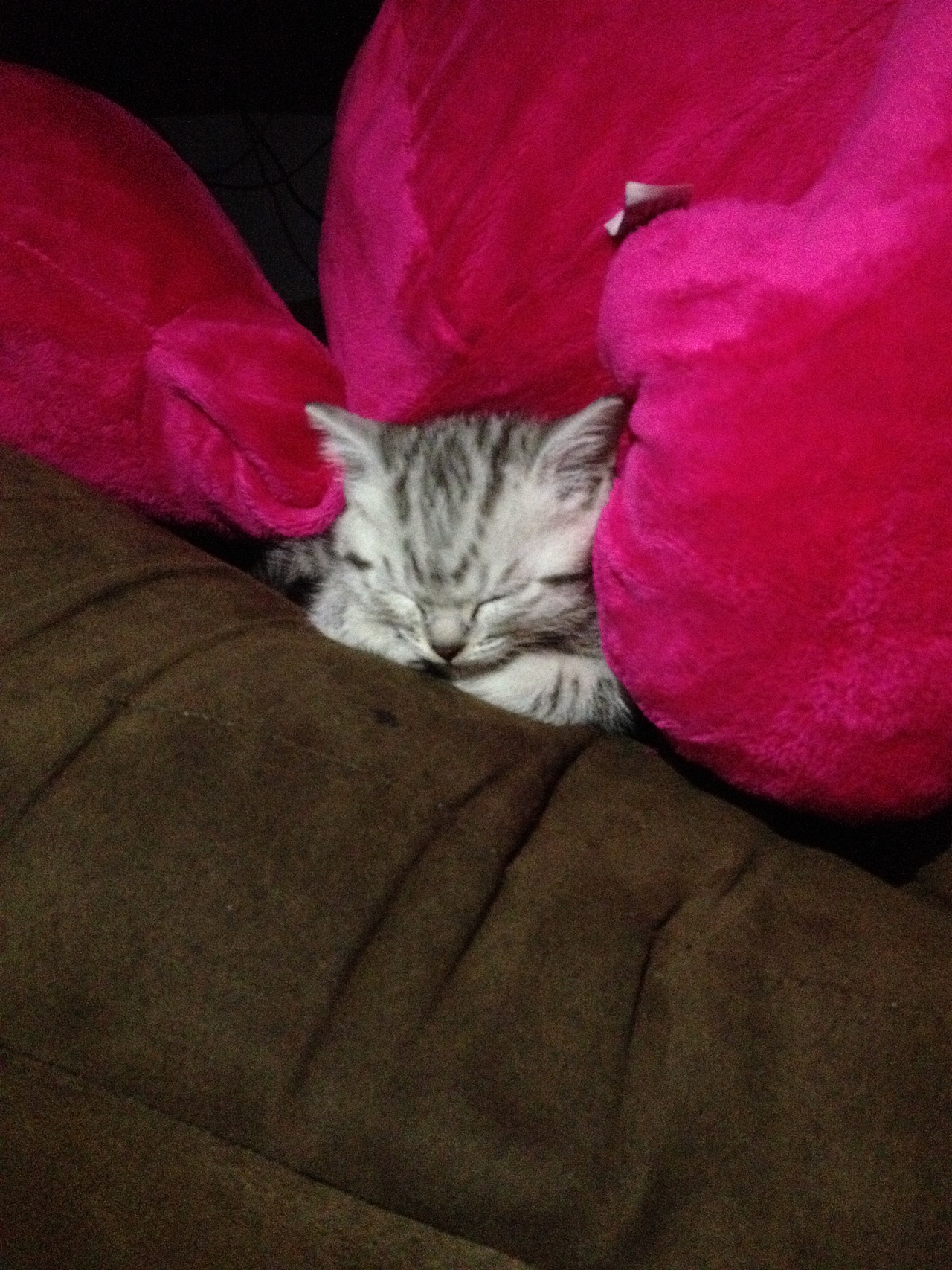 奏事喜欢钻缝睡