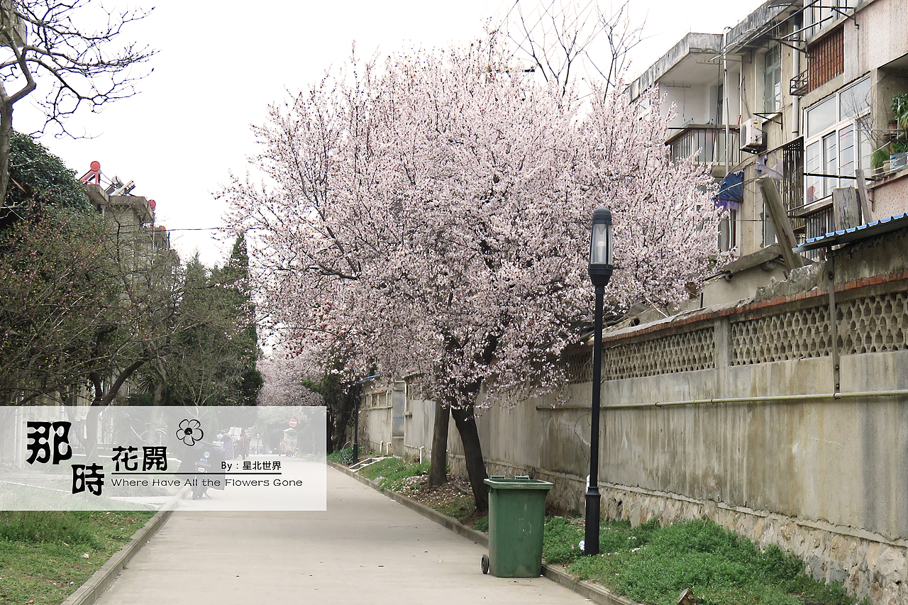 紫叶李——那时花开（一）（图ZNzM2NzQwMDg=） - 修图/后期 - 站酷设计师星北世界原创素材 - 站酷ZCOOL