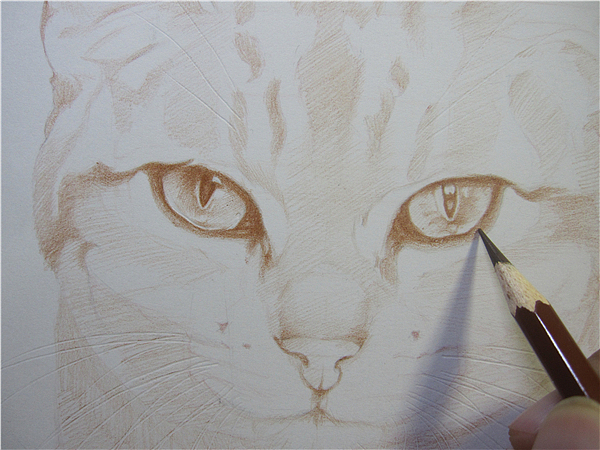 纸上彩铅--《猫爸与猫仔》纸张测试 随录