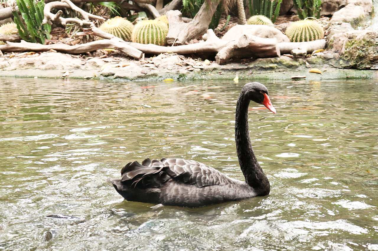 动物拍摄-广州长隆（图ZMjUxNjI3MjU2） - 风光摄影 - 站酷设计师D邓婕原创素材 - 站酷ZCOOL