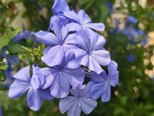 蓝色的天空，蓝紫色的花