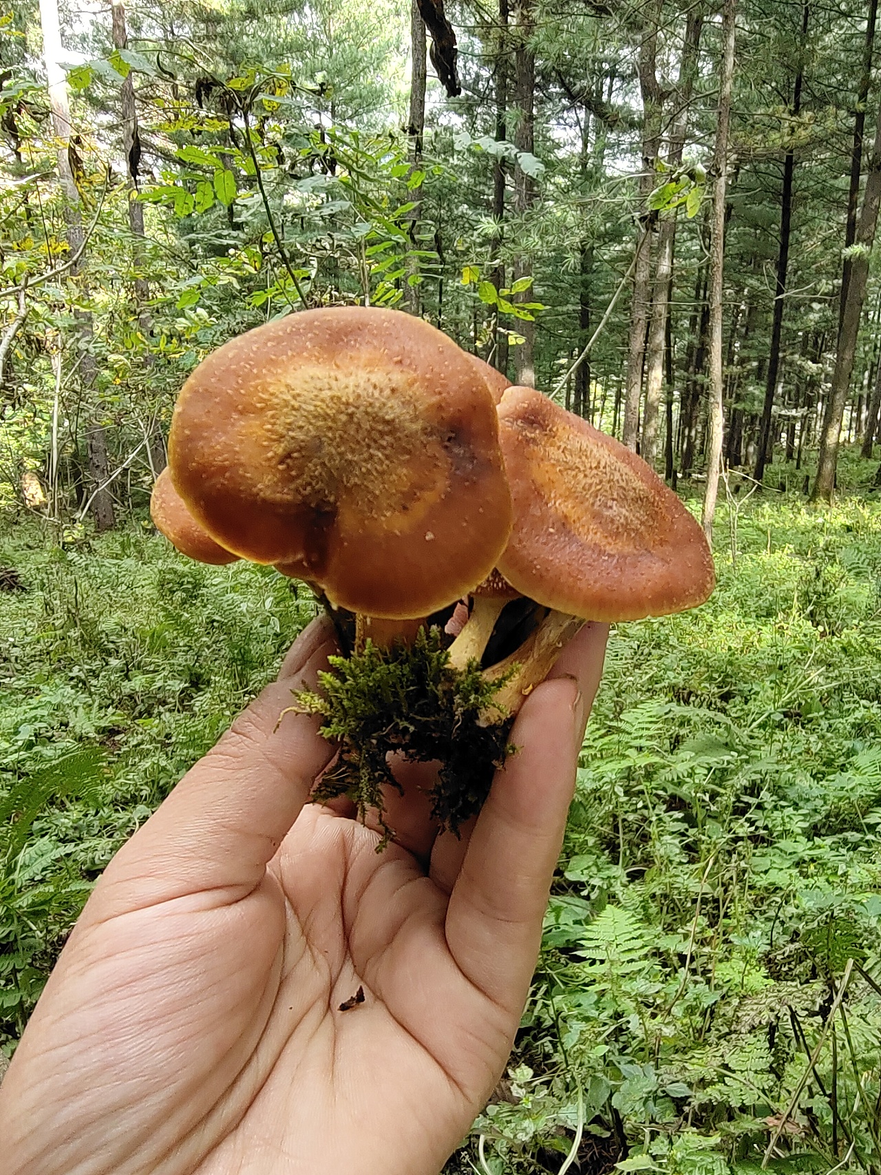 东北野生榛蘑菇