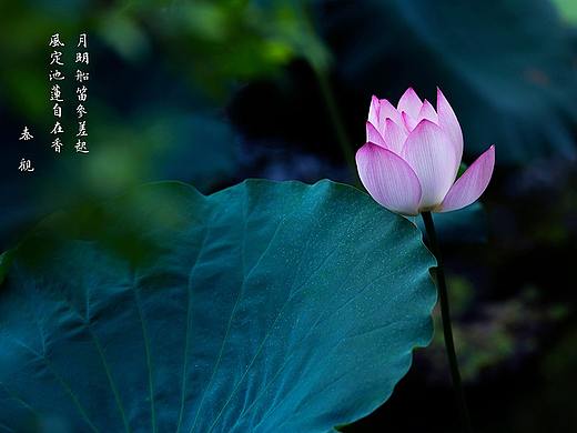 荷花