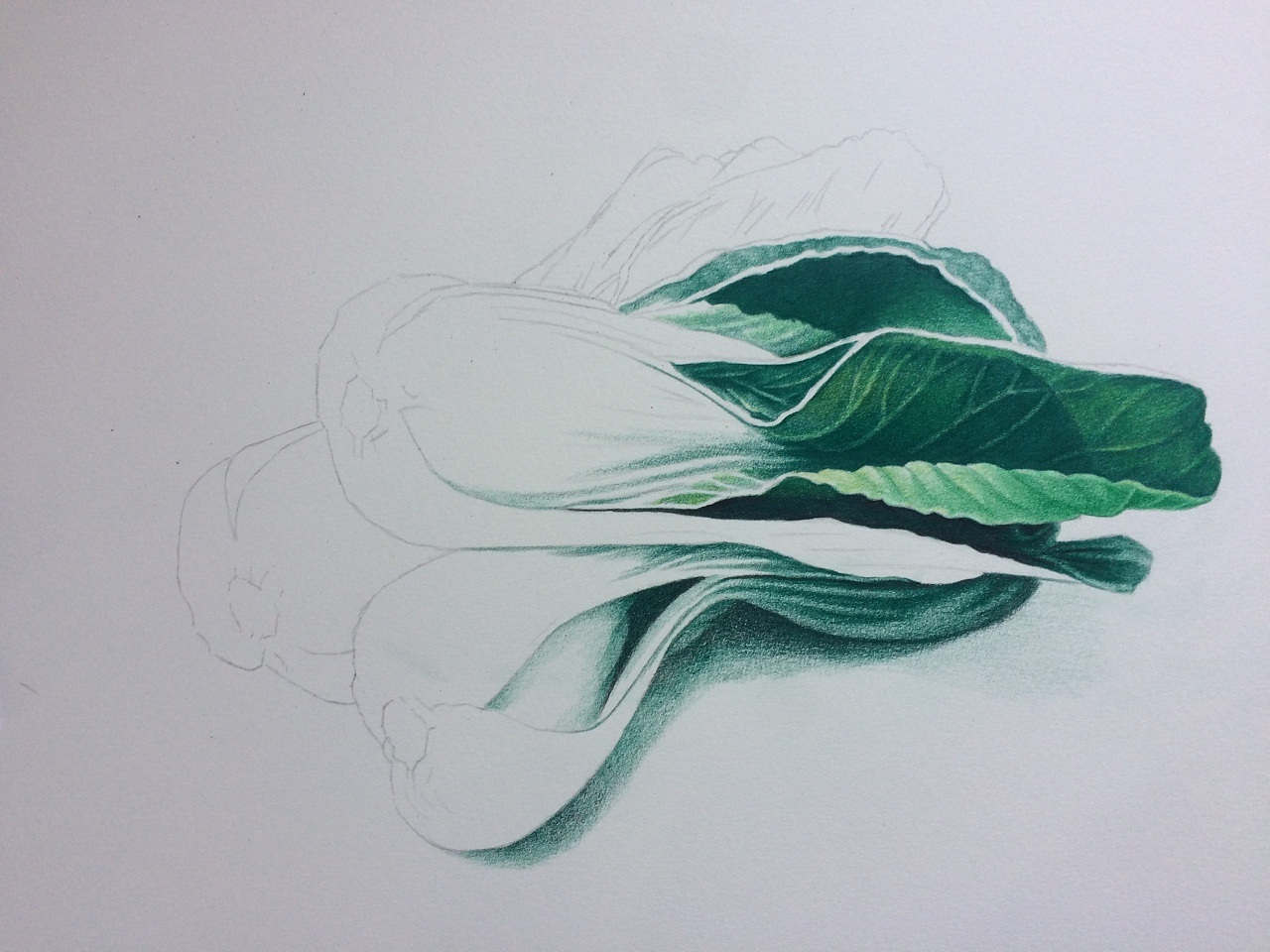 彩铅--三棵青菜