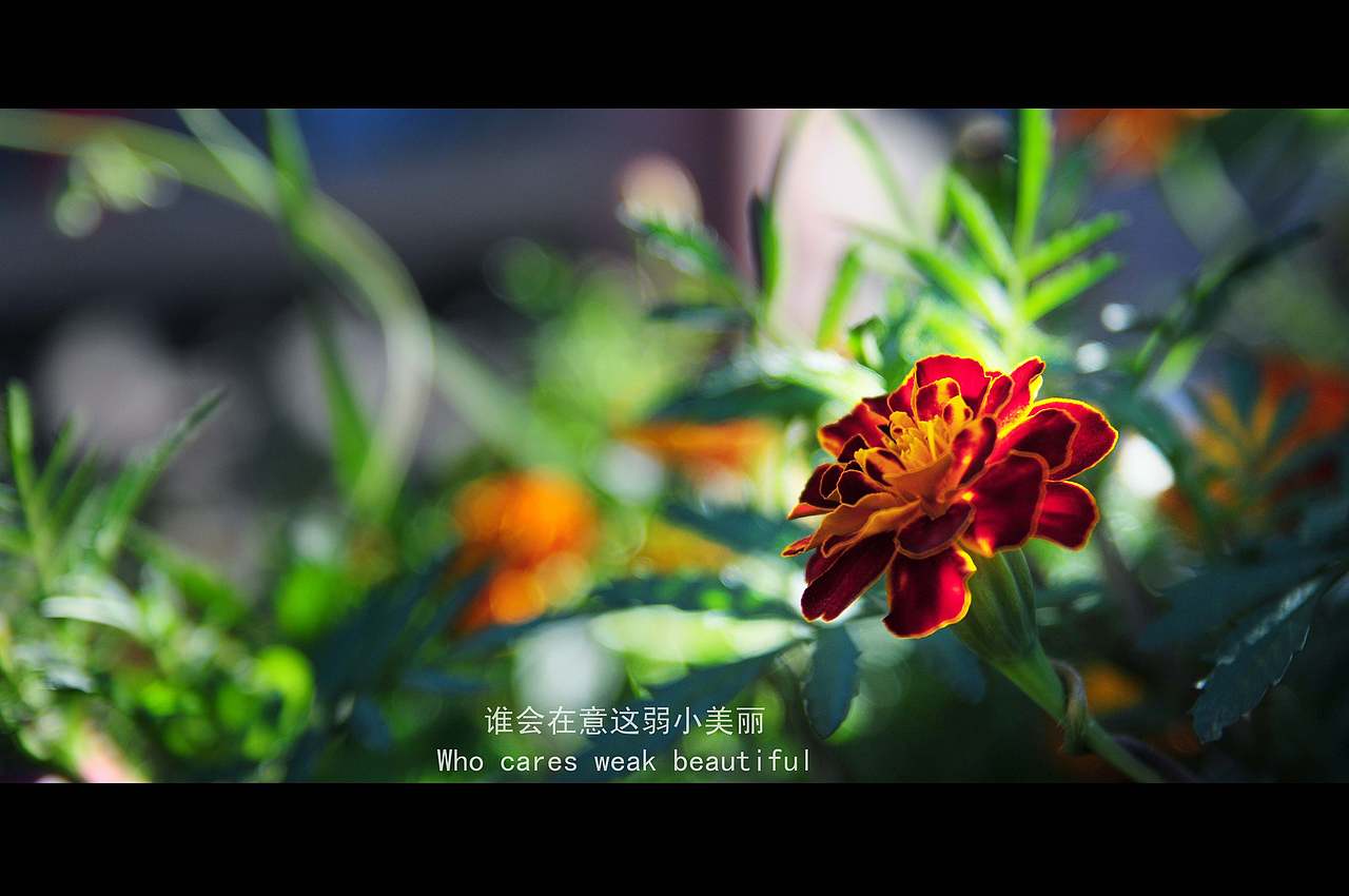 平遥电影[中英双字]720P蓝光压制（图ZNjkwNTY2MA==） - 环境/建筑摄影 - 站酷设计师yyy70751140原创素材 - 站酷ZCOOL