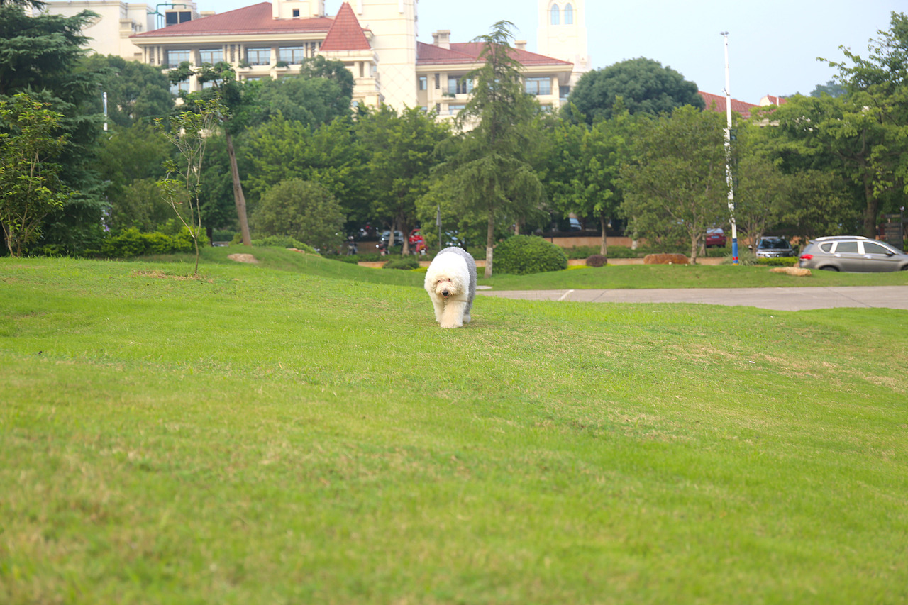 他五岁了（图ZNjUwMjQxMzY=） - 宠物摄影 - 站酷设计师芥末小E原创素材 - 站酷ZCOOL