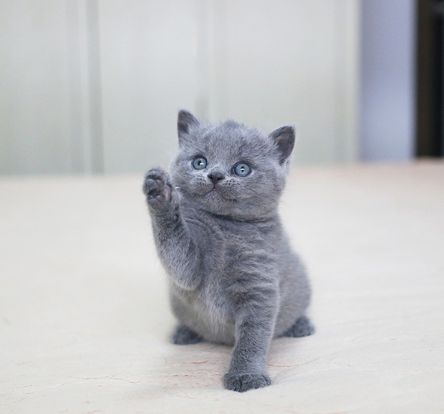 沐米猫舍 纯蓝色-英国短毛猫-高清照片