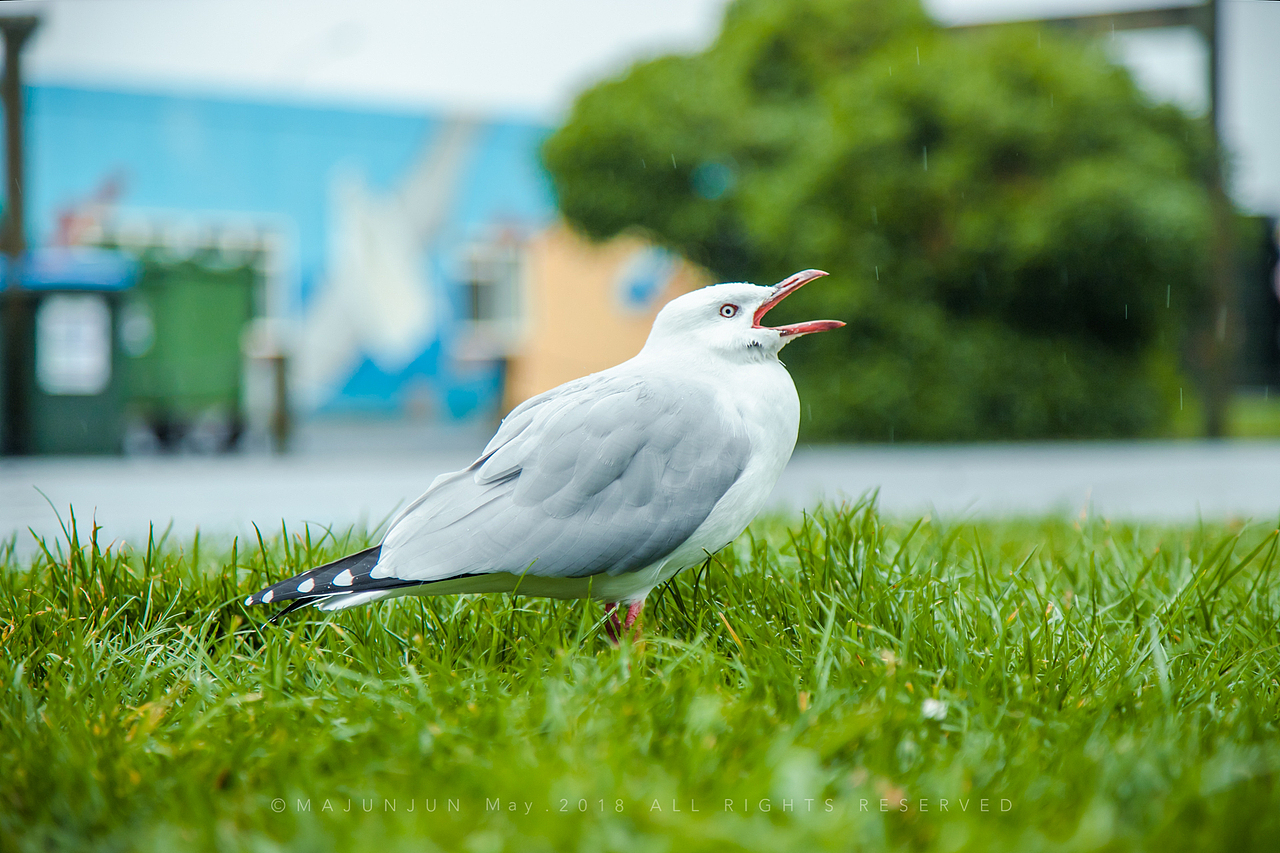 入驻Dunedin Holiday Park Motes营地时下起了雨。