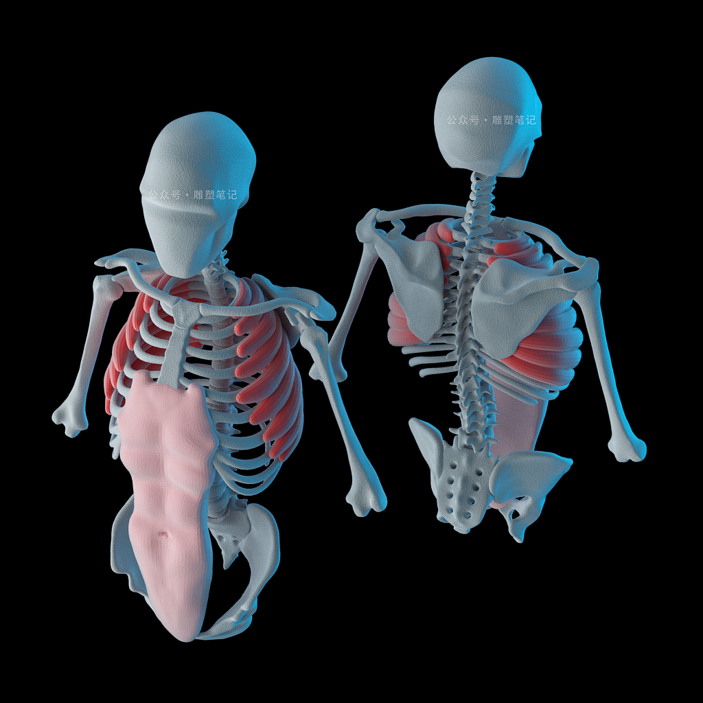 躯干肌肉（图ZMjc2NzY0NTY4） - 人物/生物 - 站酷设计师雕塑笔记原创素材 - 站酷ZCOOL