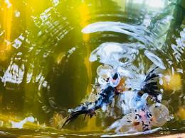 外甥喜歡的魚兒