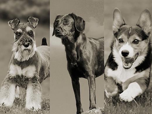 天然寵愛狗糧視覺設(shè)計（個人主頁-ZMjY3MDQzNDA=） - 海報 - 站酷設(shè)計師年糕姐姐WindyQ原創(chuàng)素材 - 站酷ZCOOL