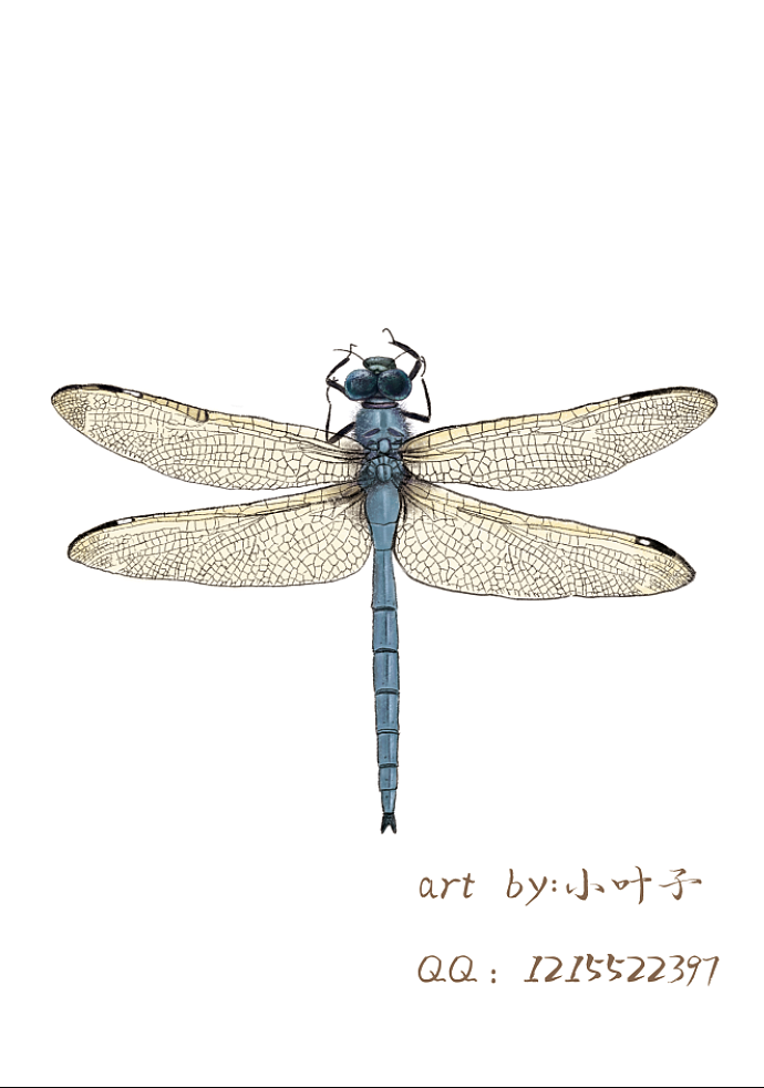 彩铅动物昆虫（图ZMjI0OTYyNTU2） - 儿童插画 - 站酷设计师小小叶子画画啦原创素材 - 站酷ZCOOL