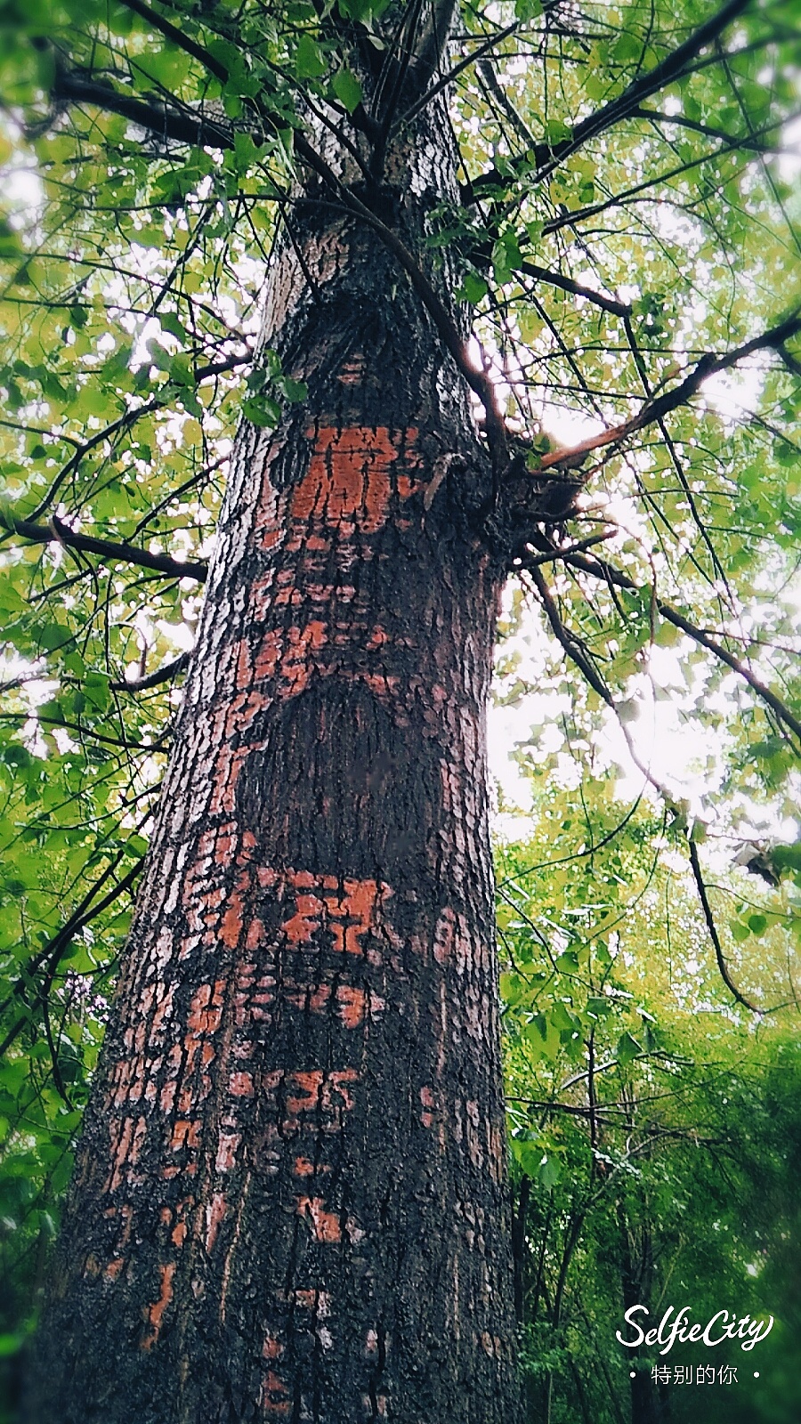 树木丛生百草丰茂