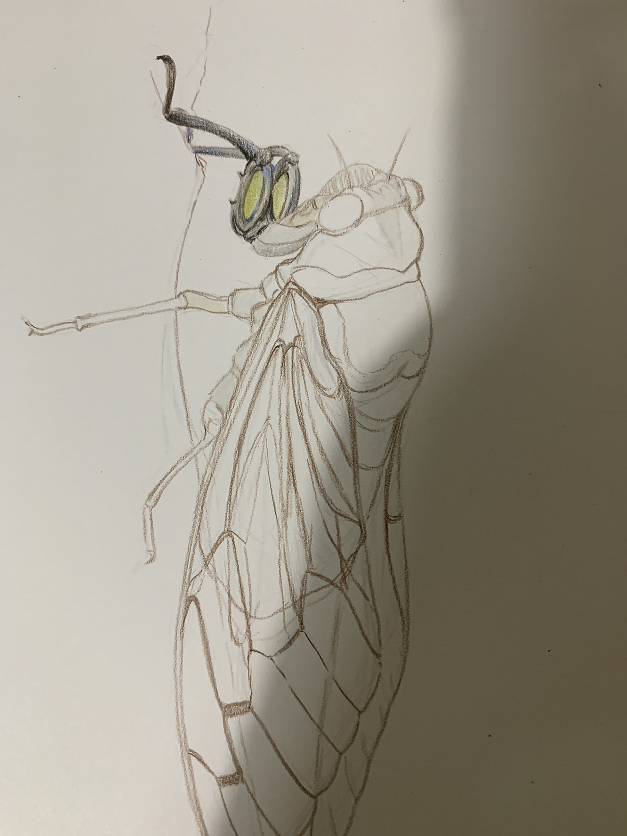 彩铅昆虫(内附过程图)