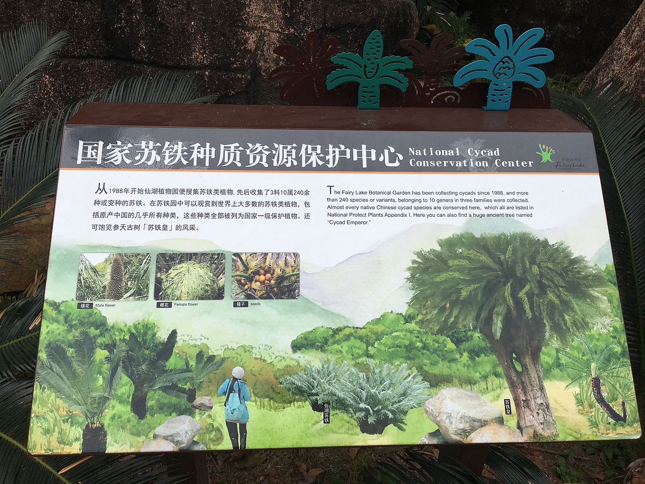 仙湖植物园