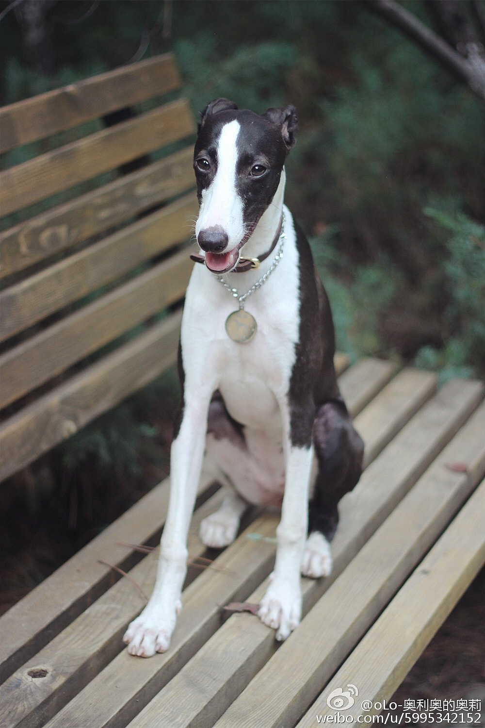 能欣赏惠比特犬这种身材和脸蛋的也不是一般的审美