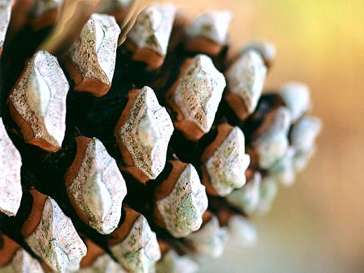 问藏：源于大自然的设计灵感 ——仿生设计