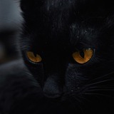 楼下那只猫的头像