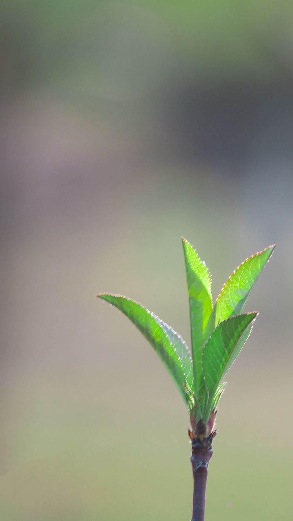壁纸（图ZMzM0NDIwNjA0） - 风光摄影 - 站酷设计师pcghtudou原创素材 - 站酷ZCOOL
