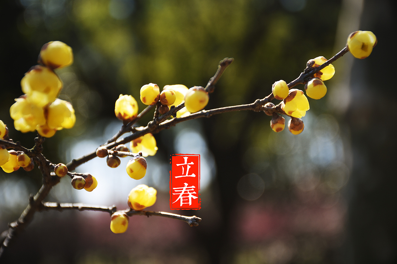 上海游园赏梅（图ZNzAyNzU1OTY=） - 风光摄影 - 站酷设计师村中人翼飞原创素材 - 站酷ZCOOL