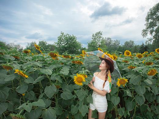 北京约拍人像向日葵