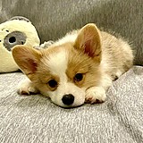 贤味流星雨的头像
