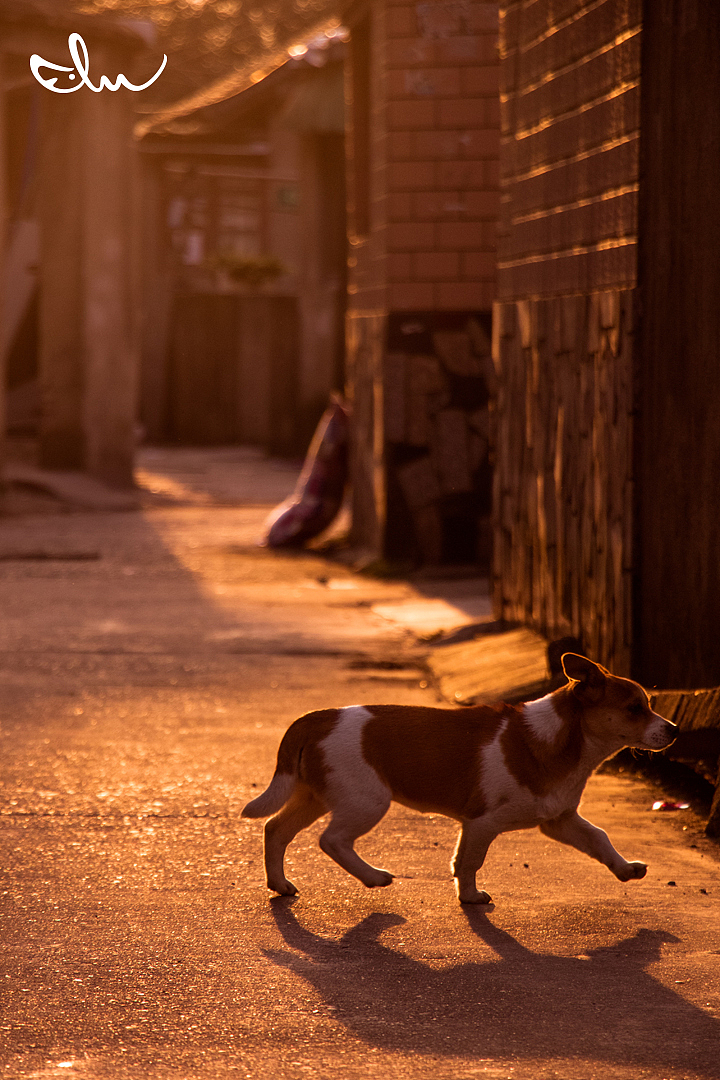 喜悦总是伴着夕阳西下,归家~