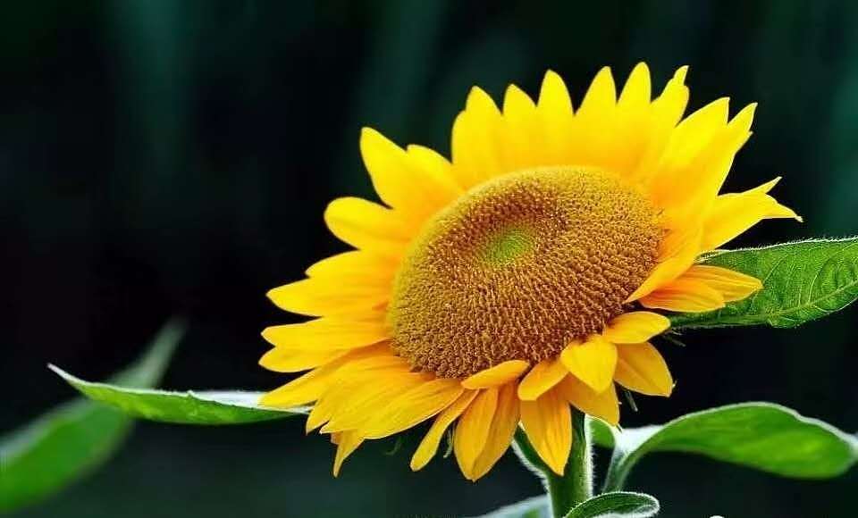 手绘石头画【微笑】