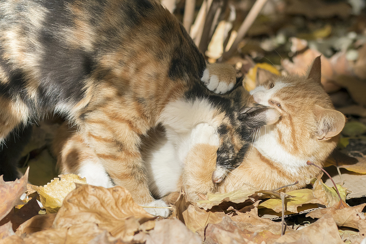 学院里的共享猫咪