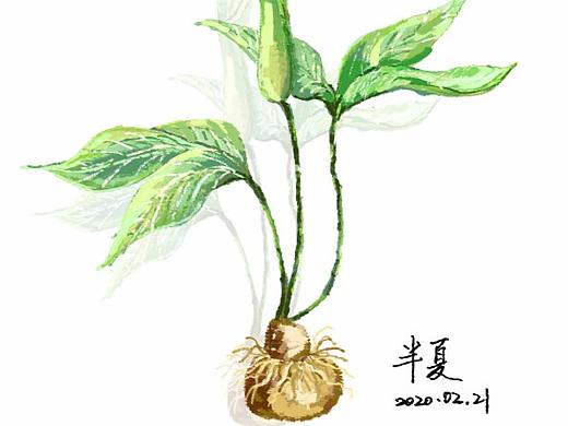 中药物语手绘作品