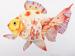 櫻花寬尾鎏金_臨摹