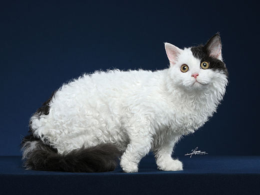 赛尔凯克卷毛猫-AMYWORKS探须视觉