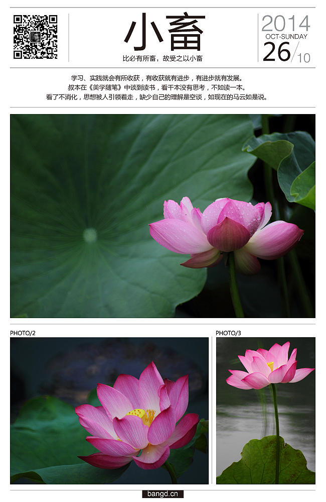 易朵莲花--《荷》摄影日记(图ZMjIxNjUxMTI=) - 风光摄影 - 站酷设计师午夜红茶原创素材 - 站酷ZCOOL