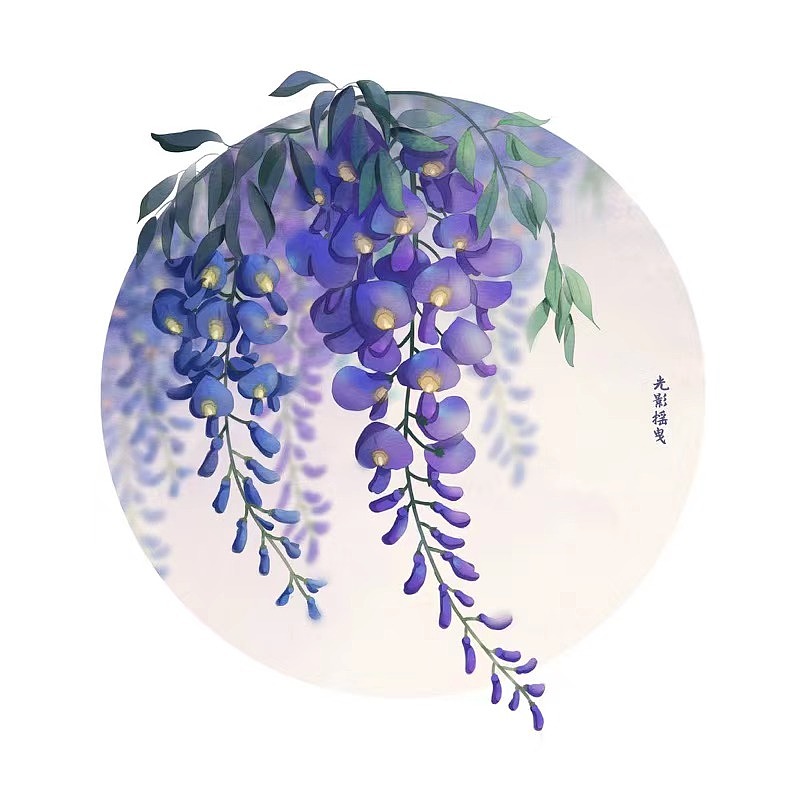 紫藤花插画习作