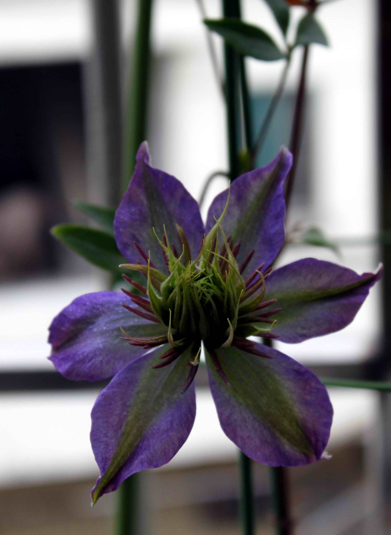 【铁线莲】多兰2013