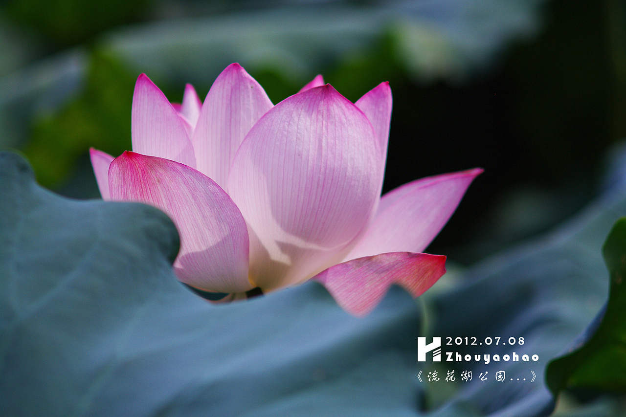 《夏荷.广州流花湖公园》（图ZNjI5Mzc4NA==） - 产品摄影 - 站酷设计师haodychou原创素材 - 站酷ZCOOL