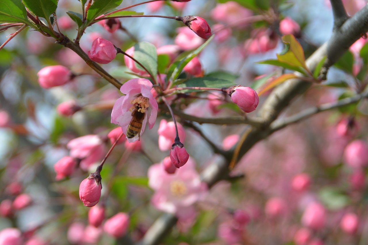 青岛 樱花（图ZNzY3NDM5NzY=） - 风光摄影 - 站酷设计师臧无极原创素材 - 站酷ZCOOL