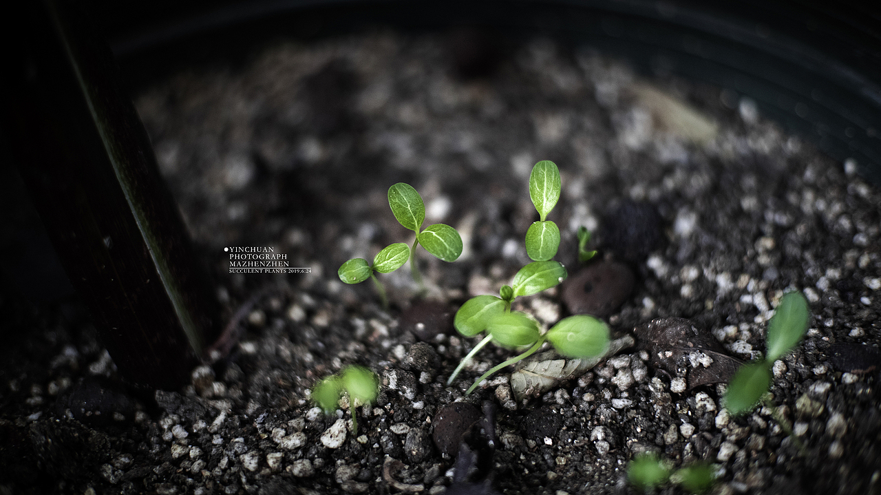 拍的家里的花花（图ZMTY0MDk5MzU2） - 风光摄影 - 站酷设计师Aisha10原创素材 - 站酷ZCOOL