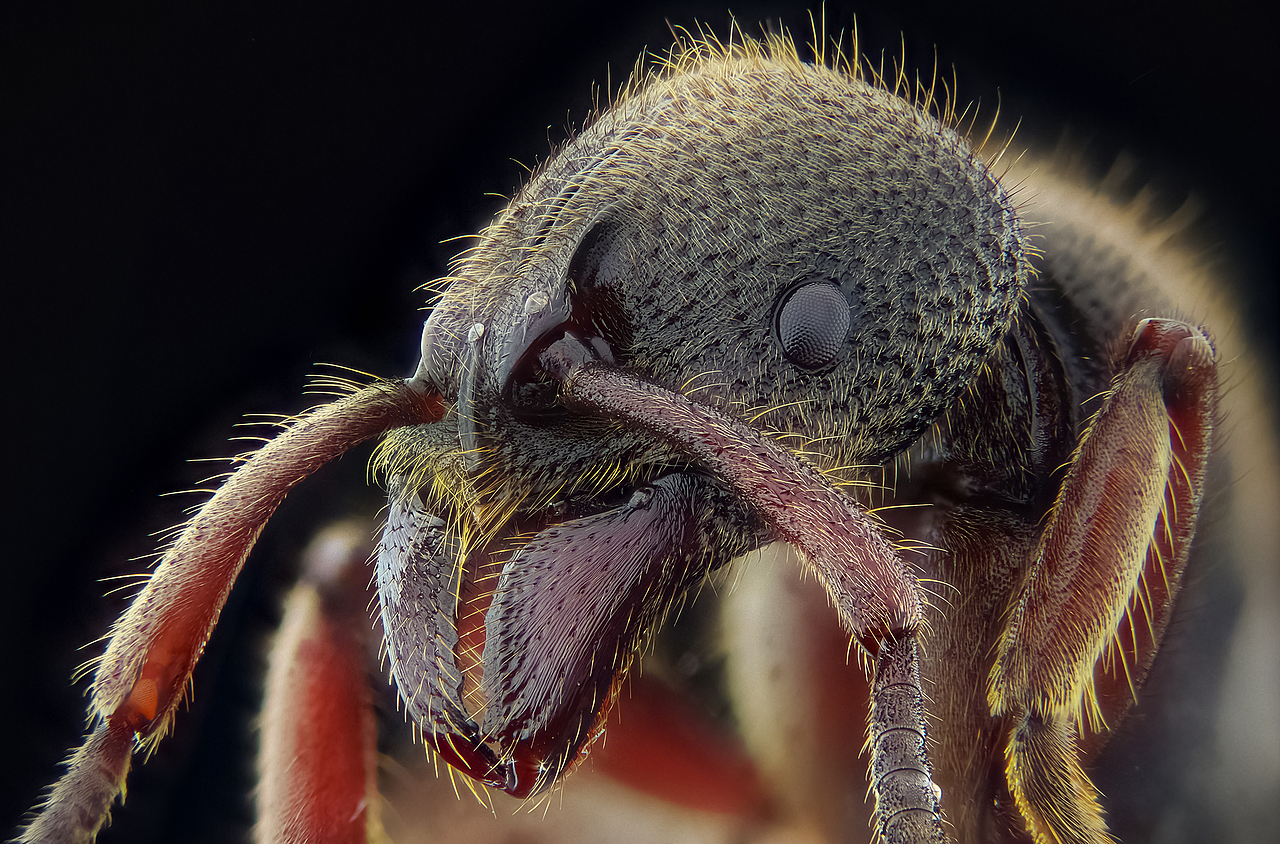 小蚂蚁---大特写（图ZMTgzMDcyOTM2） - 风光摄影 - 站酷设计师瓜哥微距摄影原创素材 - 站酷ZCOOL
