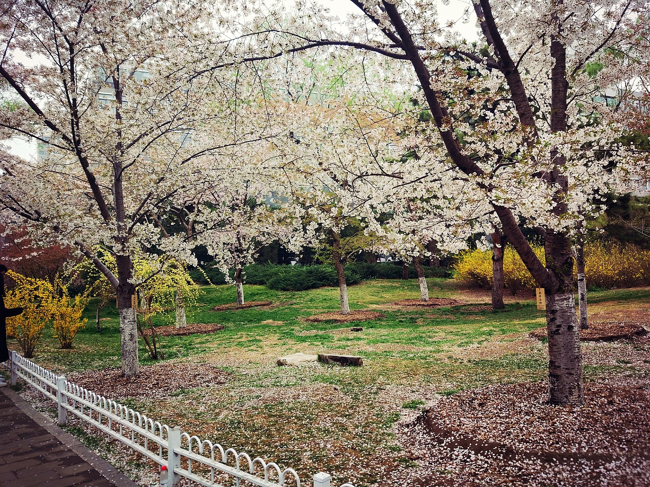 最樱花（图ZMTEzMDExNzYw） - 风光摄影 - 站酷设计师苏小苏299原创素材 - 站酷ZCOOL