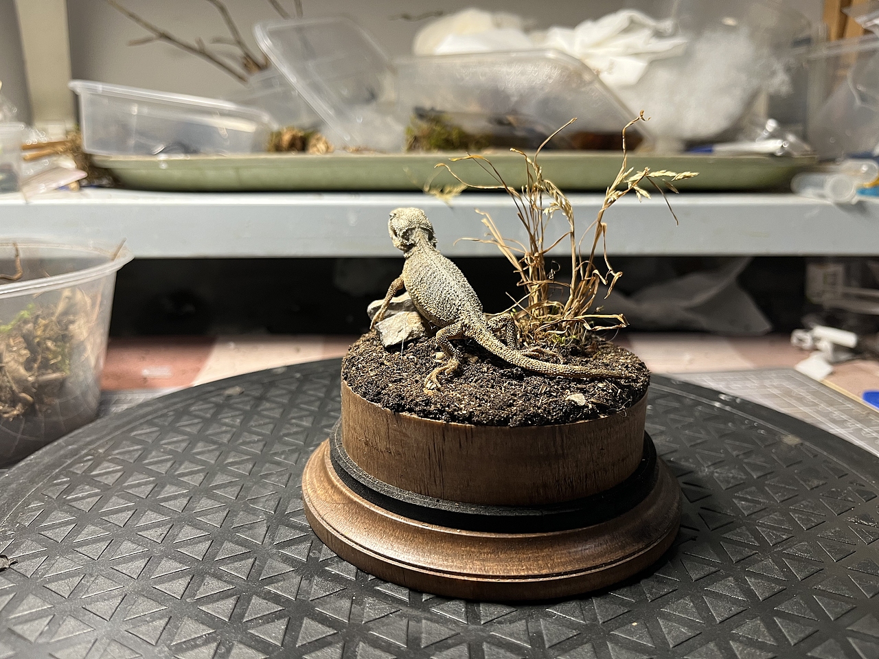 鬃狮蜥场景标本