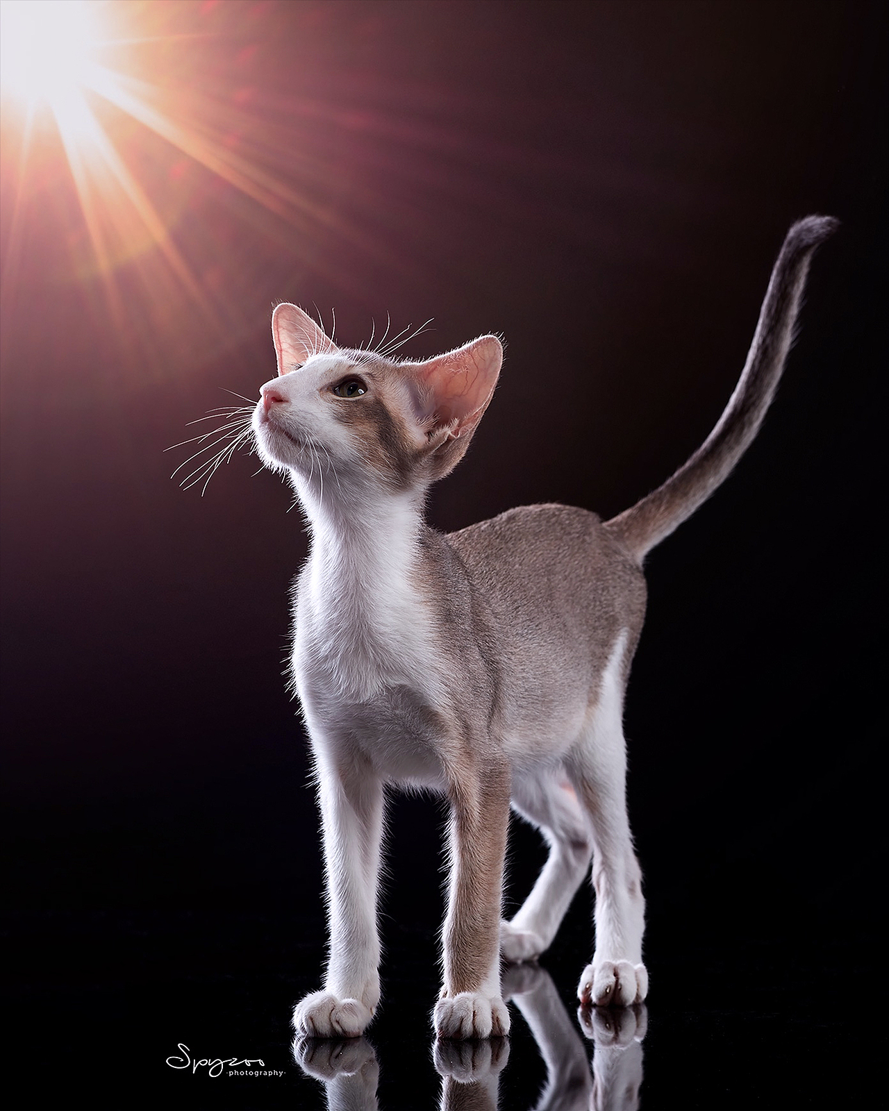 东方短毛猫天津影棚拍攝九月(图ZMjI1NTY5MzQw) - 宠物摄影 - 站酷设计师spyzoo原创素材 - 站酷ZCOOL