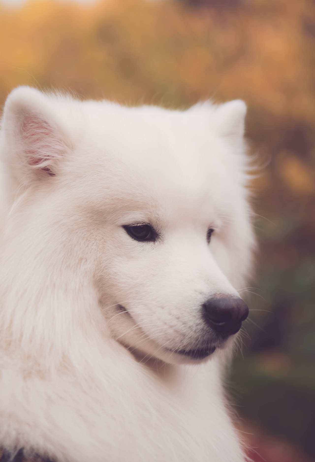 落叶下的微笑天使萨摩耶