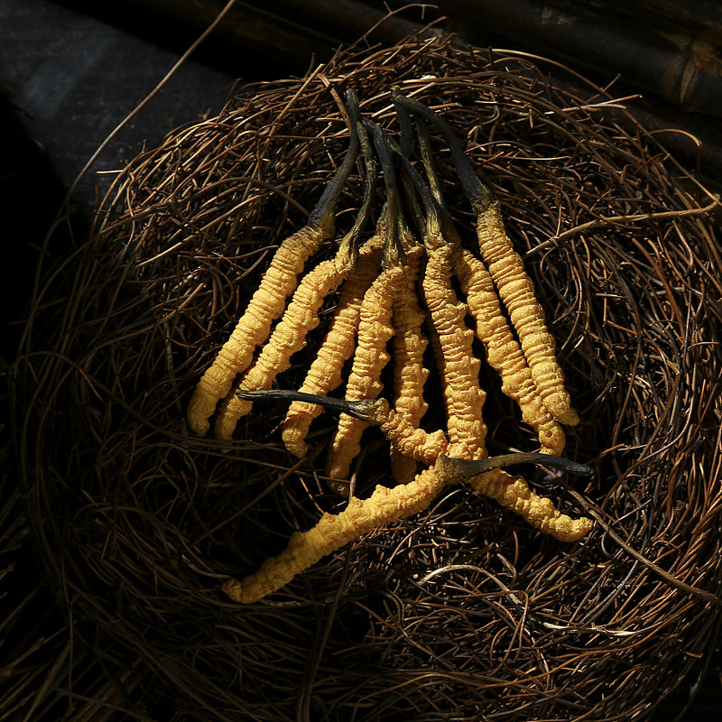 中药材拍摄 冬虫夏草