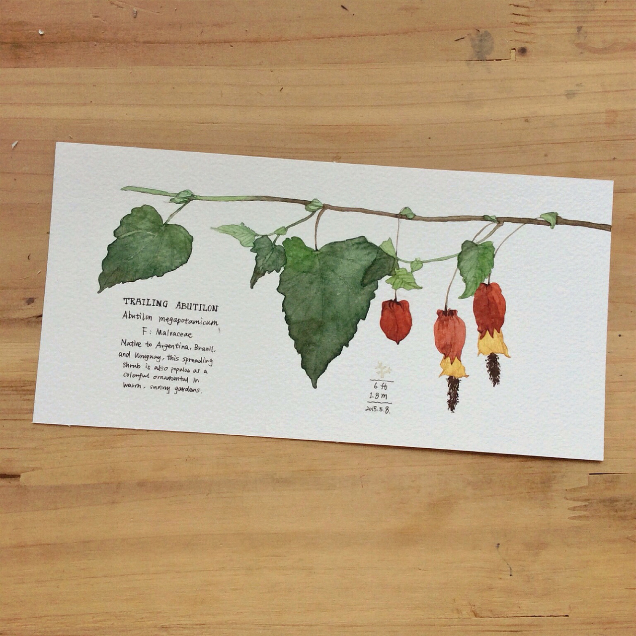 插画|插画习作|diable咔咔 - 原创作品 - 站酷 (zcool)