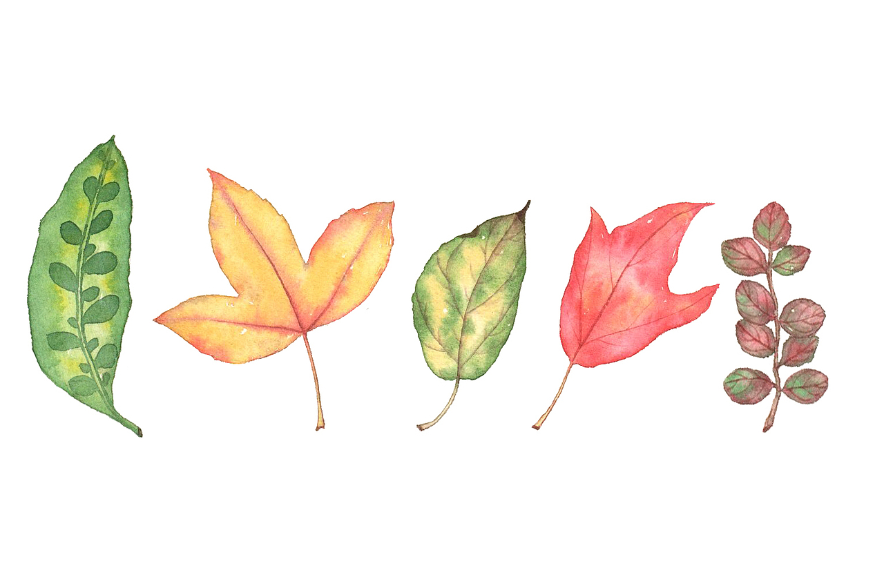 叶片（图ZMTg1Mzk1NDgw） - 创作习作 - 站酷设计师_青山_原创素材 - 站酷ZCOOL