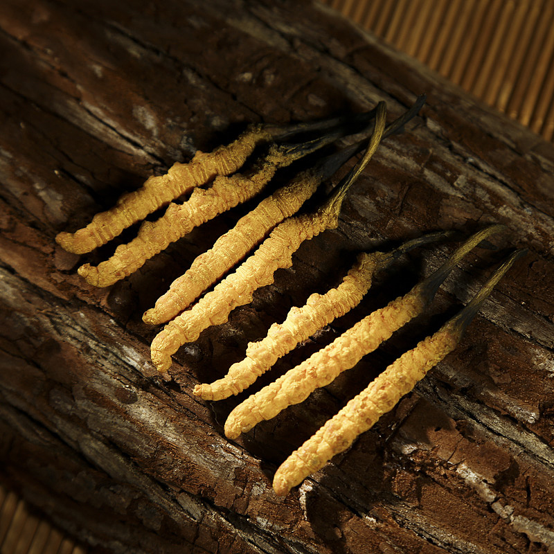 中药材拍摄 冬虫夏草