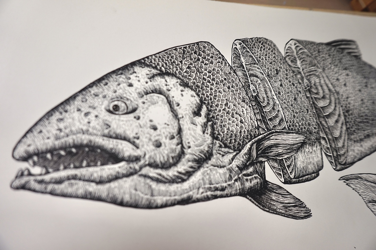 线描｜三文鱼（图ZMzE2MTE0ODAw） - 艺术插画 - 站酷设计师梁大小姐原创素材 - 站酷ZCOOL