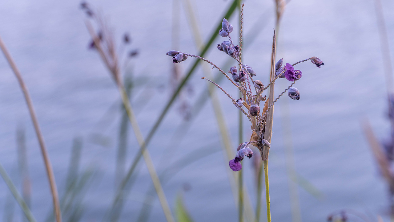 梅溪湖的花花草草（图ZMTc3OTIzNzA0） - 风光摄影 - 站酷设计师超级柚子原创素材 - 站酷ZCOOL