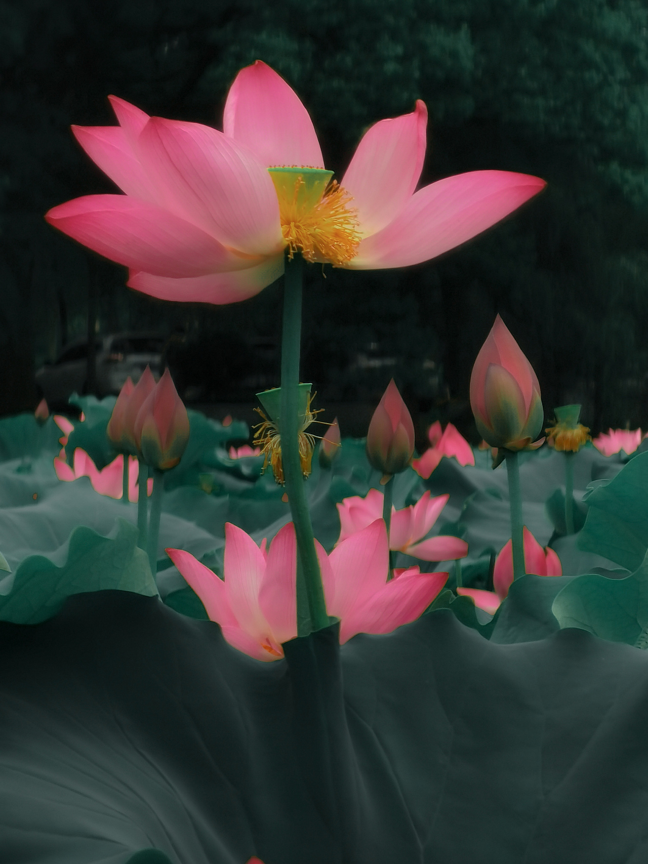 如梦令-东湖游记（图ZMjEyMDA3MzY4） - 风光摄影 - 站酷设计师Tenfey原创素材 - 站酷ZCOOL